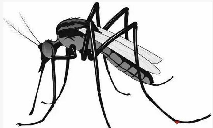 为啥蚊子留在身上像纹身,有纹身的蚊子为什么这么毒