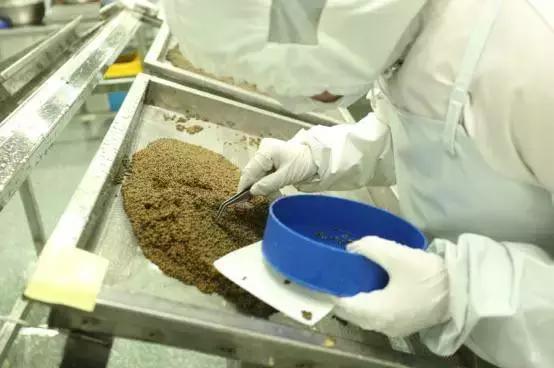 普通鲟鱼有鱼子酱吗,鲟鱼的卵是鱼子酱