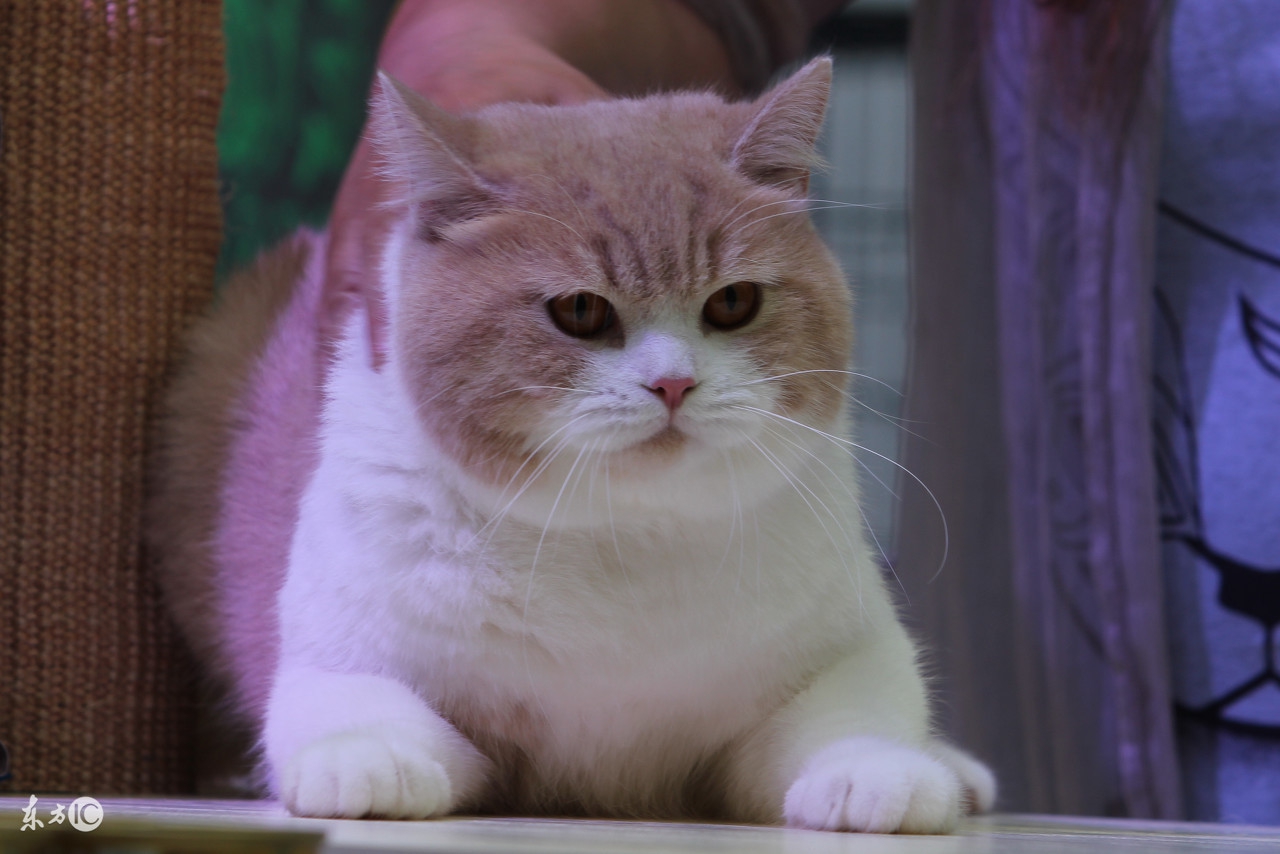 猫咪呕吐白色黏液是怎么回事,猫咪呕吐的原因及处理方法