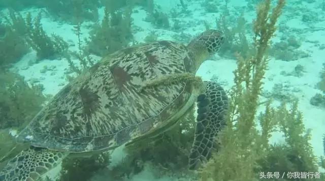 在菲律宾一种黑暗料理穷人每天吃,菲律宾人吃什么食物