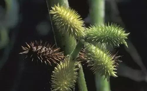 吃发芽的土豆中毒心脏会疼吗,吃发芽的土豆或红薯会不会中毒