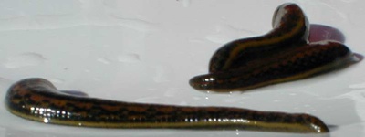 世界最奇葩的美容方法排名,国外奇葩美容产品