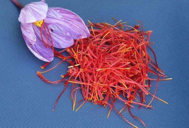 女人的花漂亮又高贵,藏红花被誉为女性之花