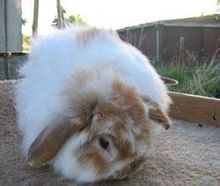 道奇猫猫兔聪明吗,道奇猫猫兔