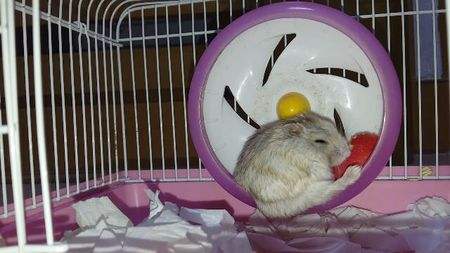 金丝熊仓鼠该怎么喂养,仓鼠生下来要怎么喂养