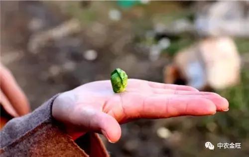 迷你农业怎么做,网红迷你农业怎么玩