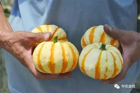 迷你农业怎么做,网红迷你农业怎么玩