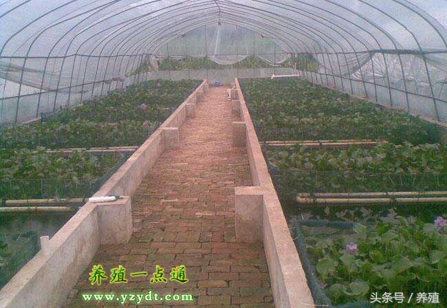 黄鳝养殖技术的难度和前景,养殖黄鳝的成本和利润分析