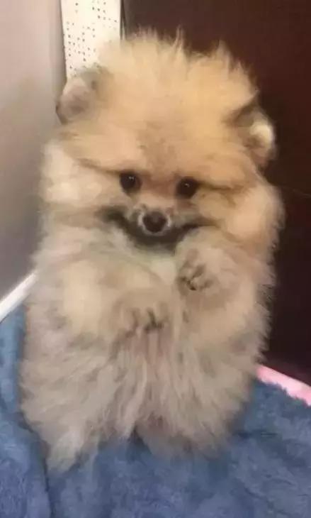 那坨博美！好软！好圆！好蓬！好想揉！