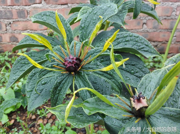 七叶一枝花是什么药草,七叶一枝花到底什么功效