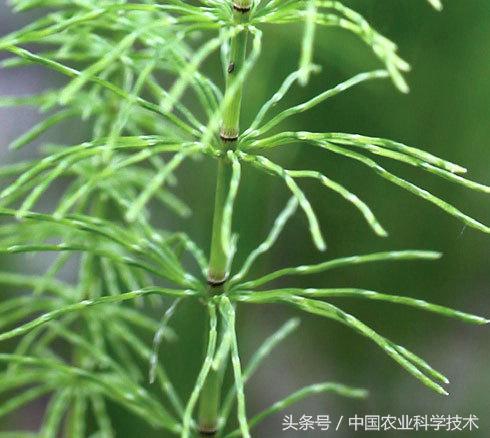 走进大兴安岭原始森林,探秘野生动物世界