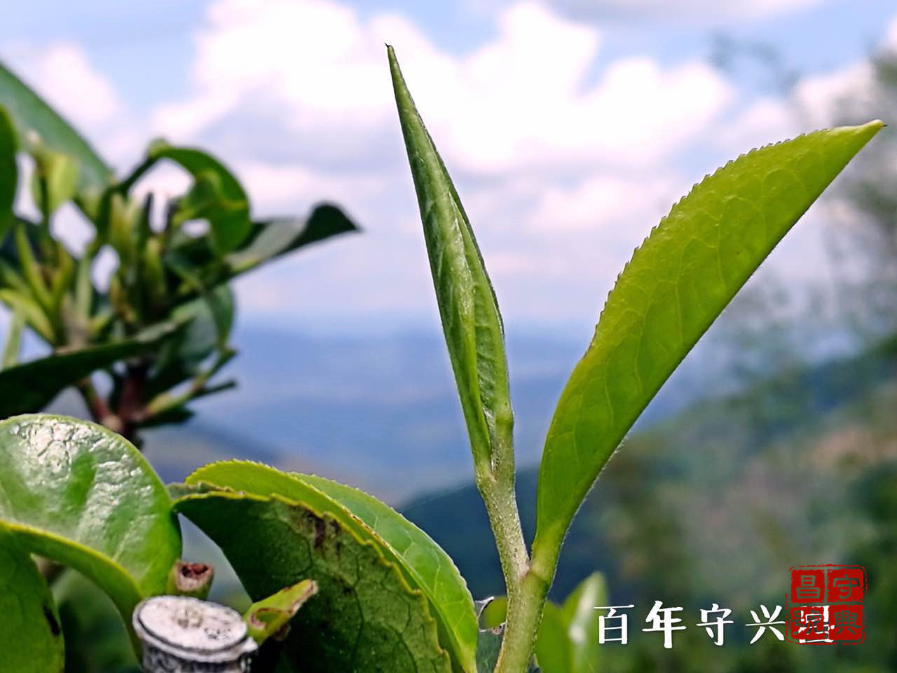 六大茶山六山圆茶,六大茶山佛海银毫和六山春尖区别