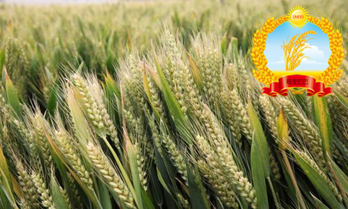山农28小麦品种简介,山农28号小麦品种一亩种多少斤