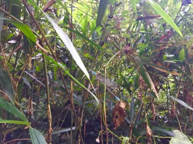 南宝山免费露营耍水,南宝山林海营地有什么耍的