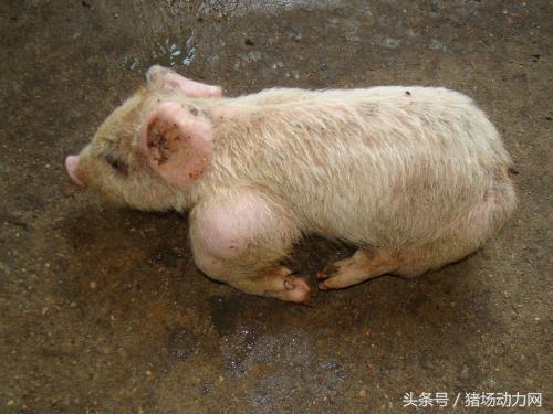 猪关节肿大怎么治疗最有效,猪关节肿大摸着特别硬是什么病