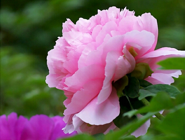 亚洲每个国家的国花是什么,世界各国国花的资料