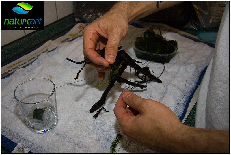 ada水草1.5米缸造景教程,oliverknott是什么