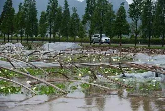 台风“帕卡”如期而至,菜价终于全线上涨,广州江南0827菜价
