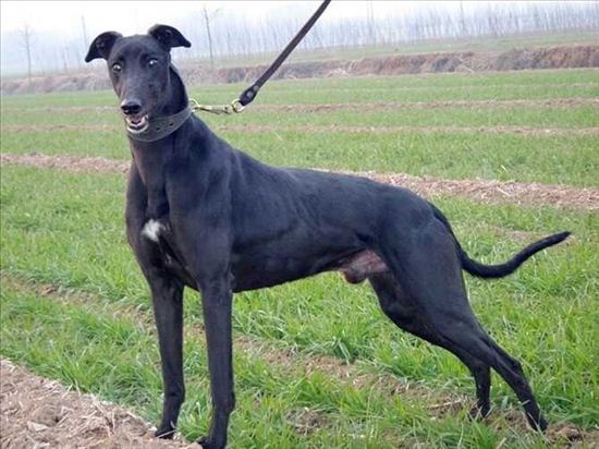 国内格力犬血统,格力犬血统图