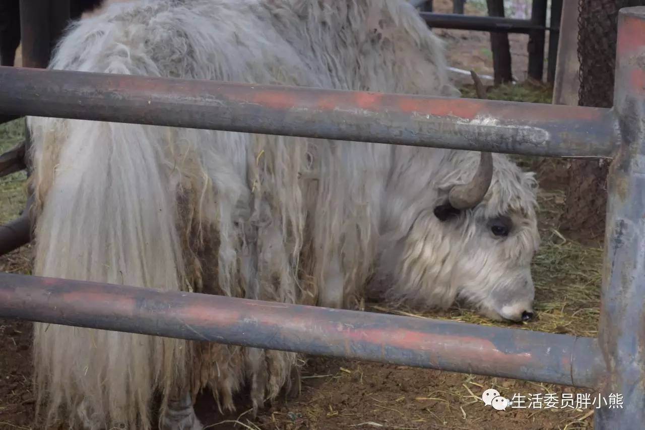 一个人的旅行延吉,延吉旅行日记