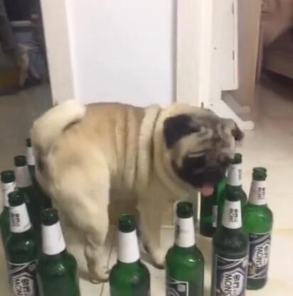 狗狗被啤酒瓶围住,开始犯傻了,真是懵了!