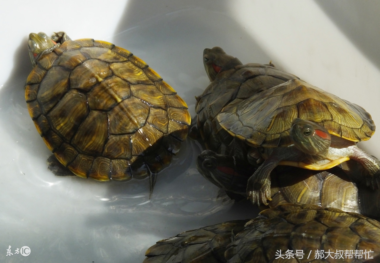 如何治乌龟的白眼病最有效,治疗小乌龟白眼病有效的方法