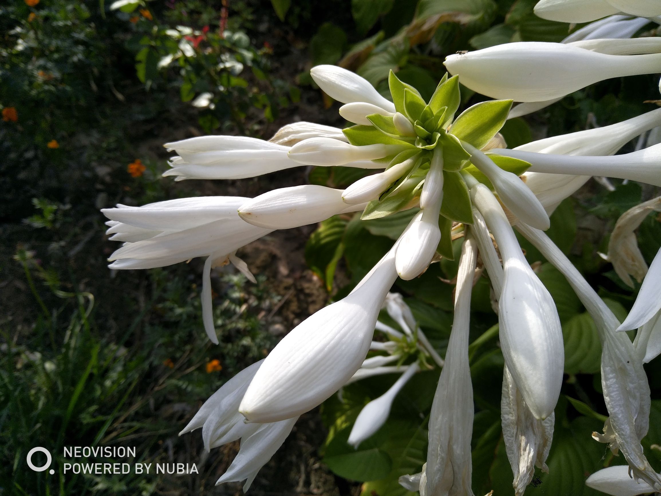 努比亚z17畅享版配置参数,努比亚z17无边框摄影机评测