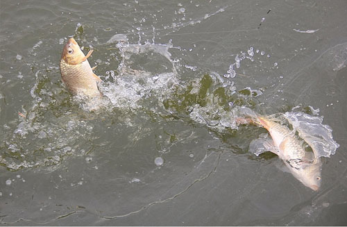 野钓桃源河钓法,自创钓法野湖