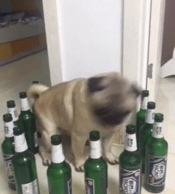 狗狗被啤酒瓶围住,开始犯傻了,真是懵了!