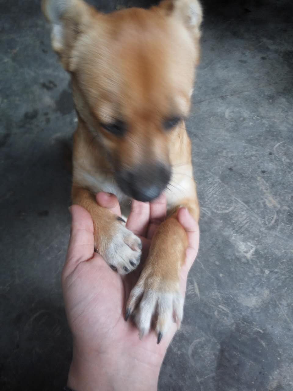 农村土狗和泰迪,农村泰迪和土狗