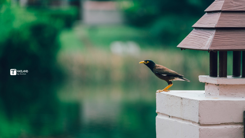 带你一起去泰国看海,回忆那年在泰国踏浪看海