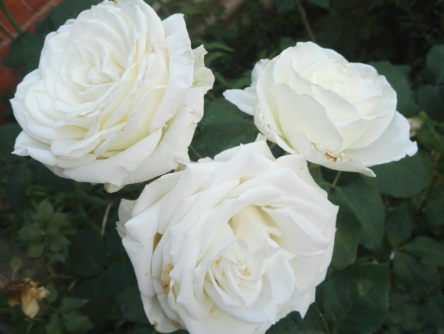 亚洲每个国家的国花是什么,世界各国国花的资料