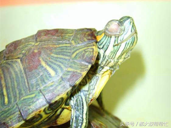 如何治乌龟的白眼病最有效,治疗小乌龟白眼病有效的方法