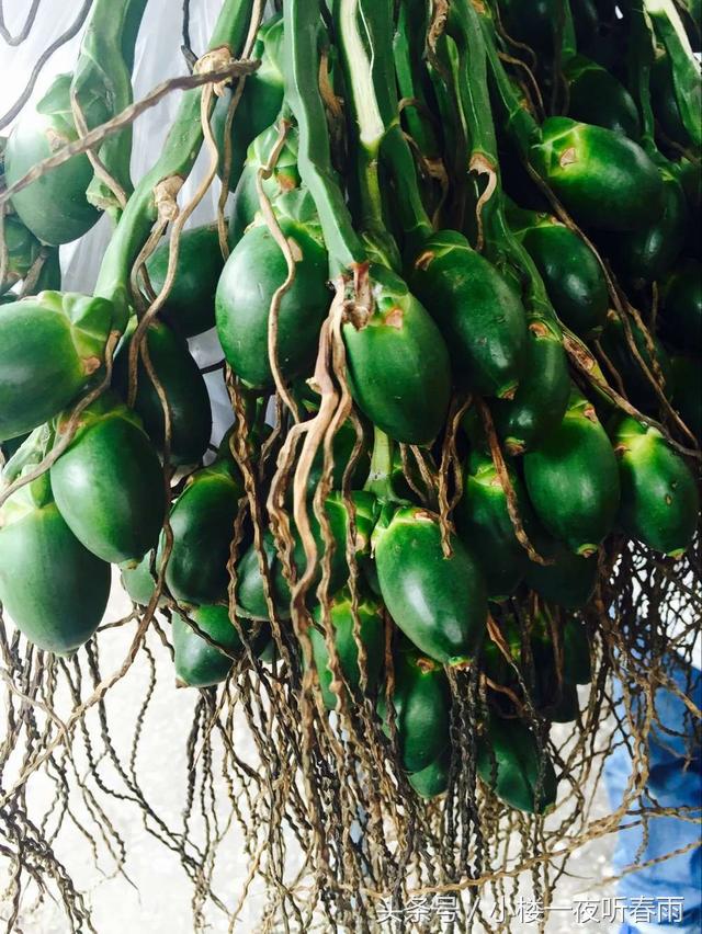 槟榔介绍槟榔的功效与作用是什么,经常吃槟榔的人会感觉烫吗