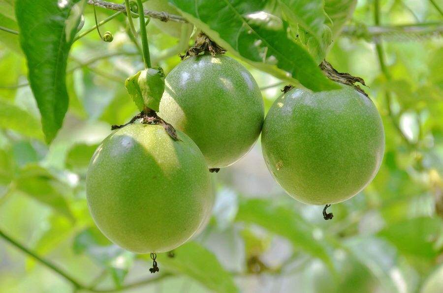鸡蛋果吃了好不好,鸡蛋果如果不熟吃了会怎么样
