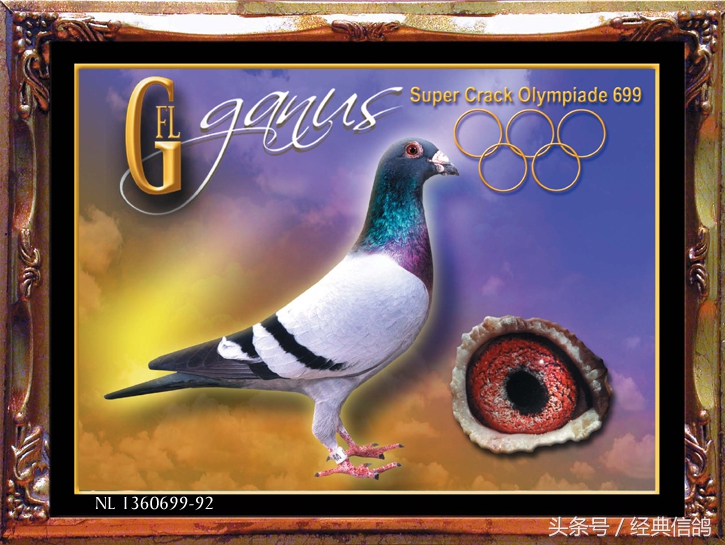 看看这些鸽子的成绩,他们能获得这样的成绩一定不是因为偶然