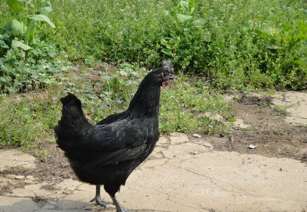 全身黑的鸡是什么鸡,黑色的鸡能吃吗