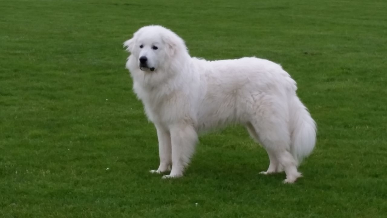 巨型大白熊犬有多大体型,最帅的大白熊犬图片