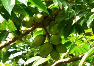 橄榄核包浆后是什么样子,橄榄核包浆时期图片