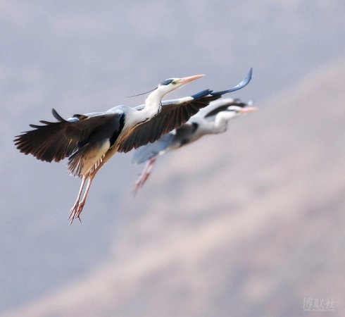 名曲闲云野鹤,古曲闲云孤鹤赏析