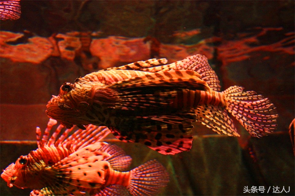 阿联酋滑雪场项目,阿联酋室内滑雪场