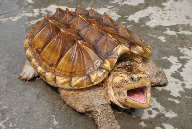 家里养鳄龟的养殖方法及注意事项,如何养好鳄龟让鳄龟更凶狠