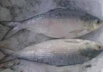 羊口开海！倒计时一天！第一网吃起来！看完哈喇子流一地