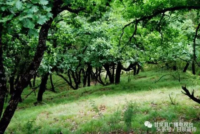 延安甘泉大峡谷桦树沟图片,甘泉雨岔大峡谷桦树沟玩多长时间