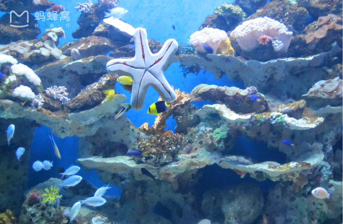 目前国内最好的海洋馆排名,全国排名前十的海洋馆