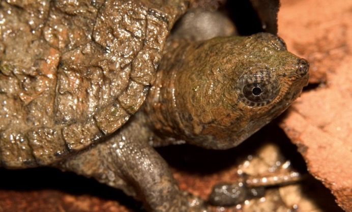 鳄龟该怎么养才养得好,鳄龟适不适合家庭养怎样养好鳄龟