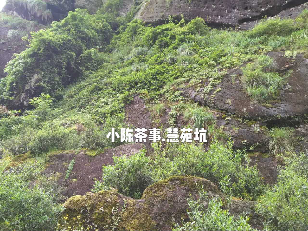 普洱茶和六堡茶白茶岩茶,绿茶岩茶红茶白茶的区别