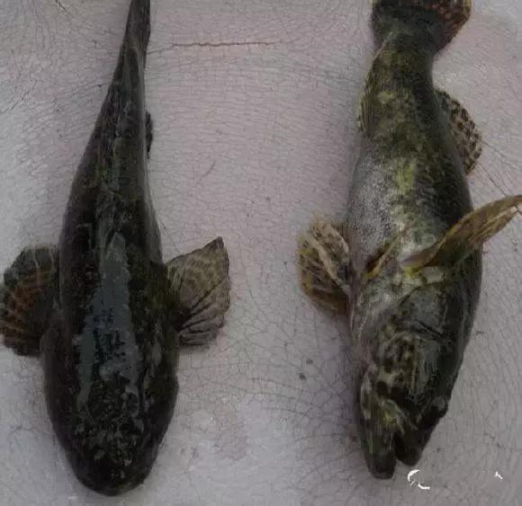 羊口开海！倒计时一天！第一网吃起来！看完哈喇子流一地