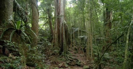 大自然新三层原木风地板批发价,大自然地板橡木之秋