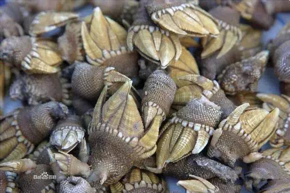 羊口开海！倒计时一天！第一网吃起来！看完哈喇子流一地